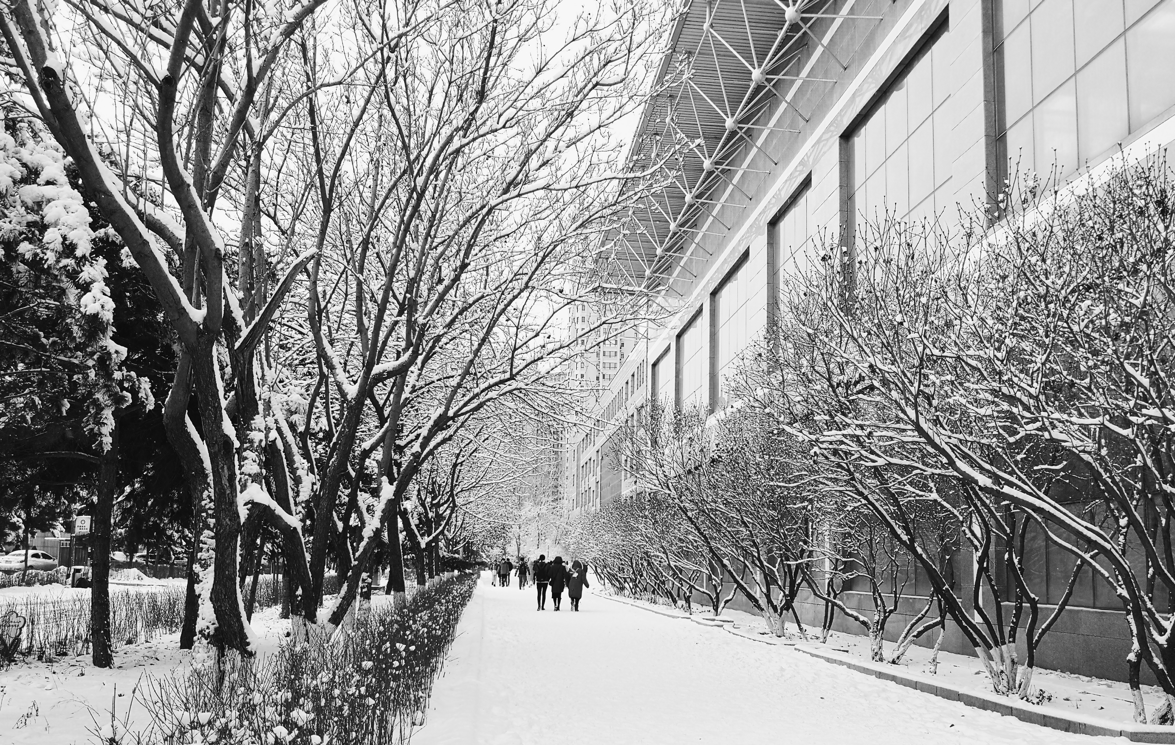 【大美科大】雪后校园 梨花开满天