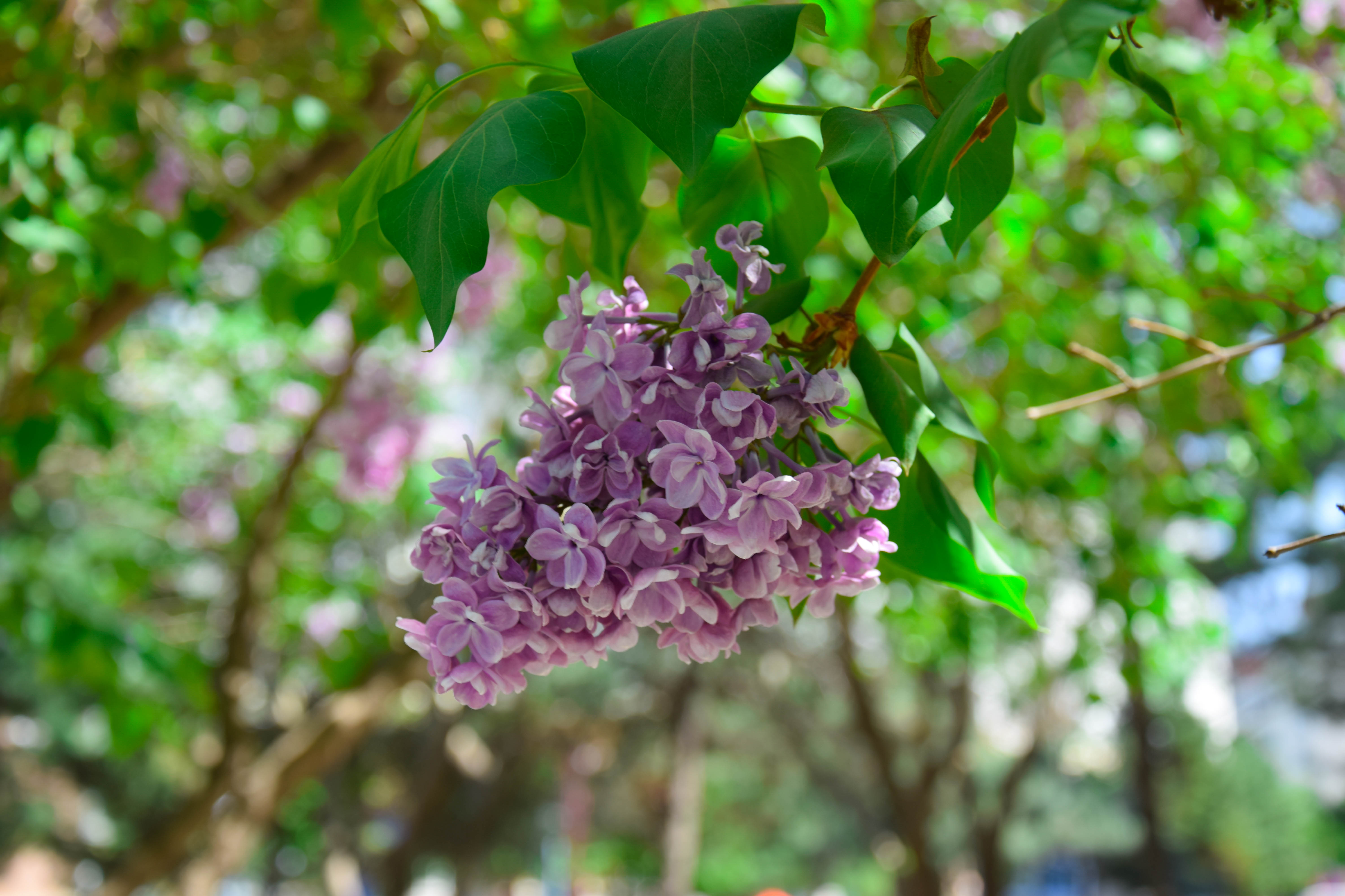 【图片新闻】大美科大 61 五月丁香 61 芬芳四溢-黑龙江科技大学